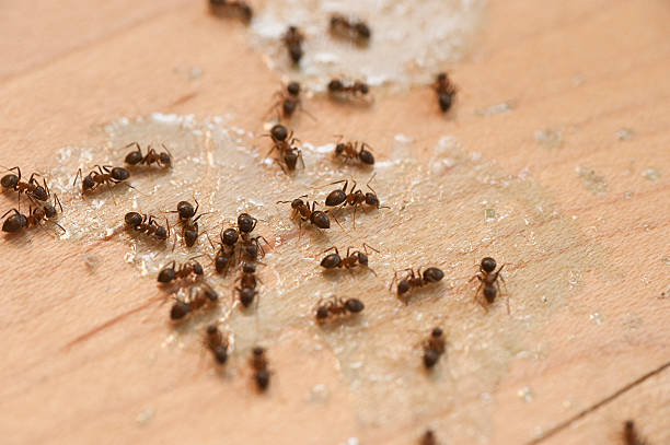 Best Mosquito Control Services  in Celina, TN